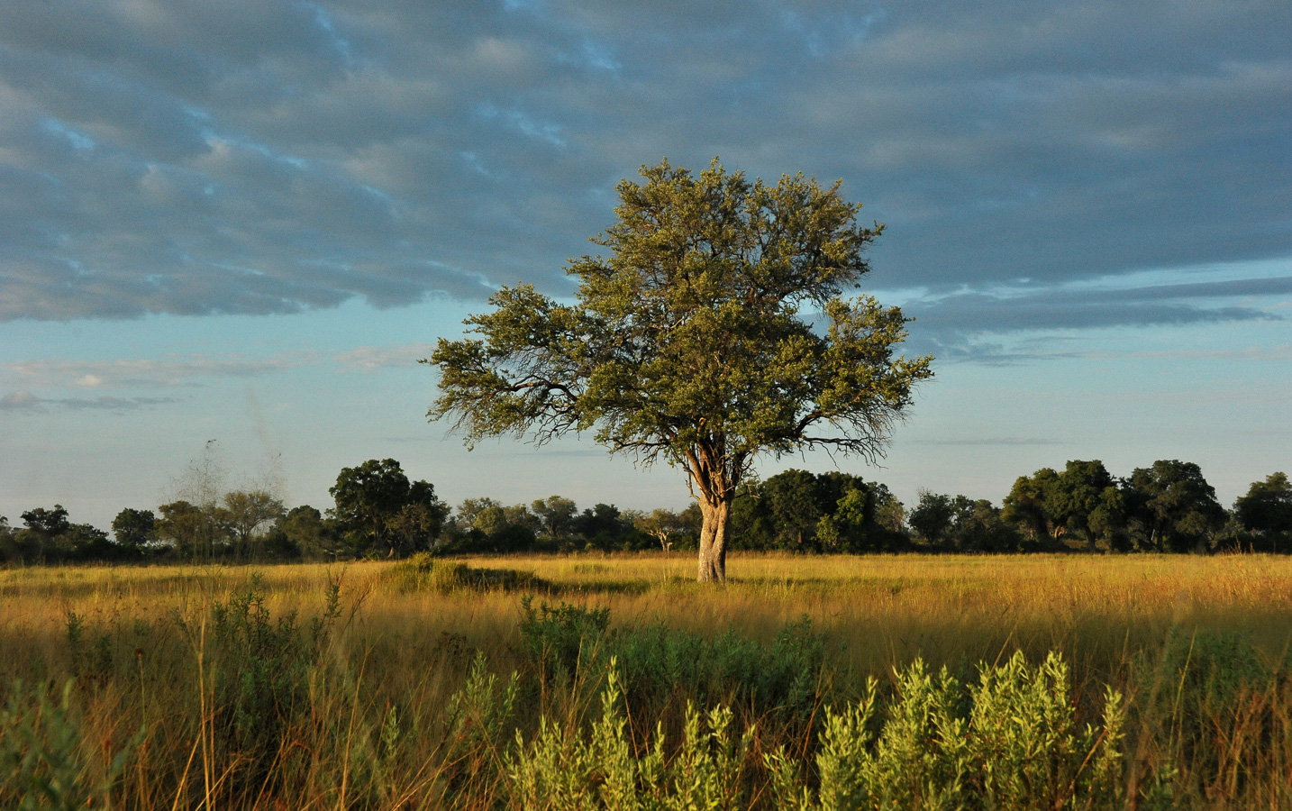 Okavango Delta [56 mm, 1/2500 sec at f / 8.0, ISO 2500]